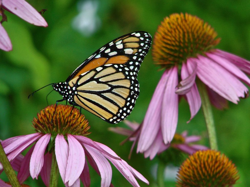 monarch, echinacea, butterfly